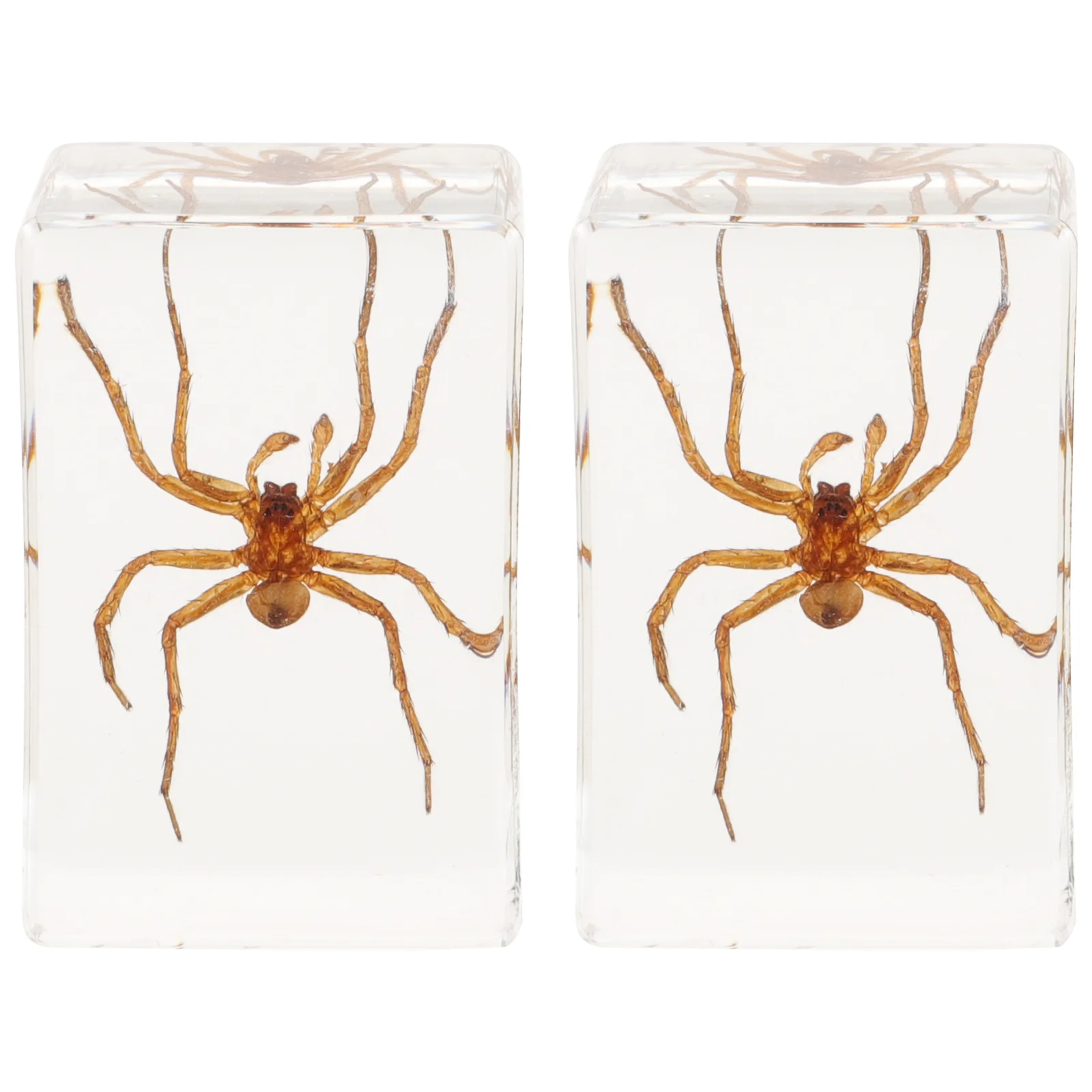 

Small Insect Resin Specimen Decor Home Table Decoration Desktop Ornament Paperweight