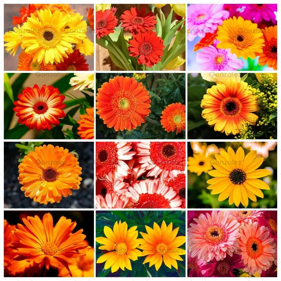 

Flowers Dahlia Poster Diamond Embroidery Painting Diy Full Drill Mosaic Cross Stitch Kits Handmade Crafts Gifts Home Decoration