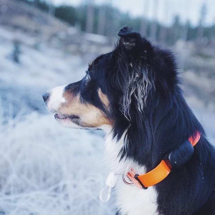 GPS-трекер Geo-fence для домашних животных с защитой от потери ошейником кошек умным