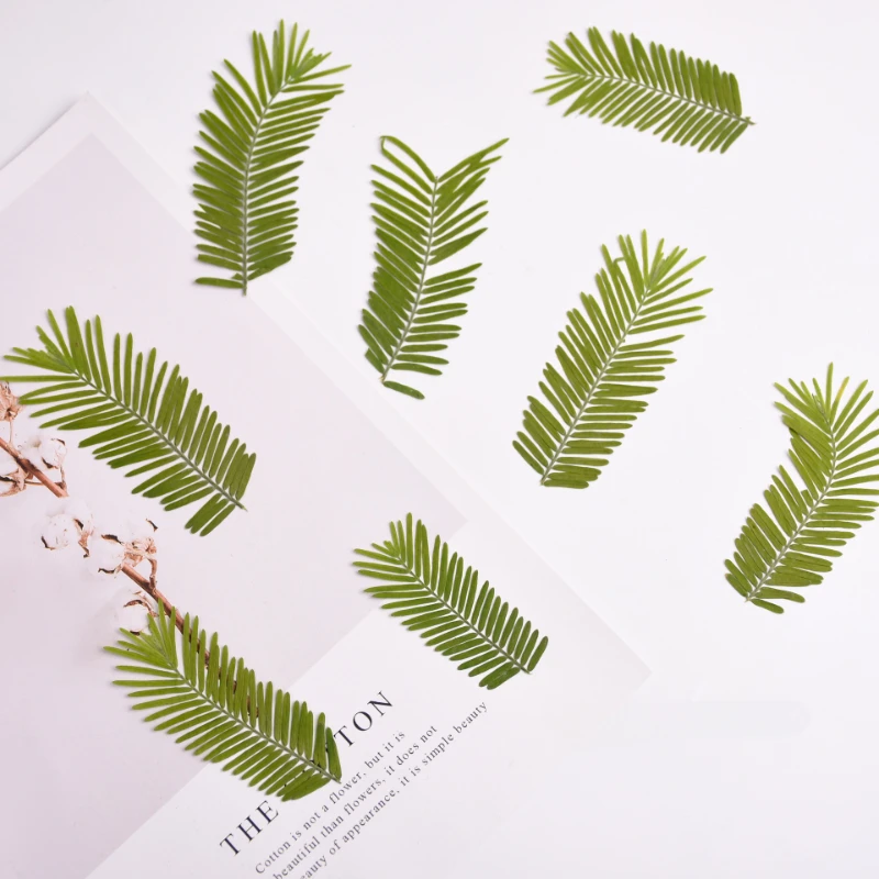 4-7 см/24 шт., природная metasequoia glyptoстробовидные листья «сделай сам», подставка для чашки с клеем, фоторамка для фотографий в виде цветов