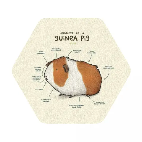 Строение морской свинки