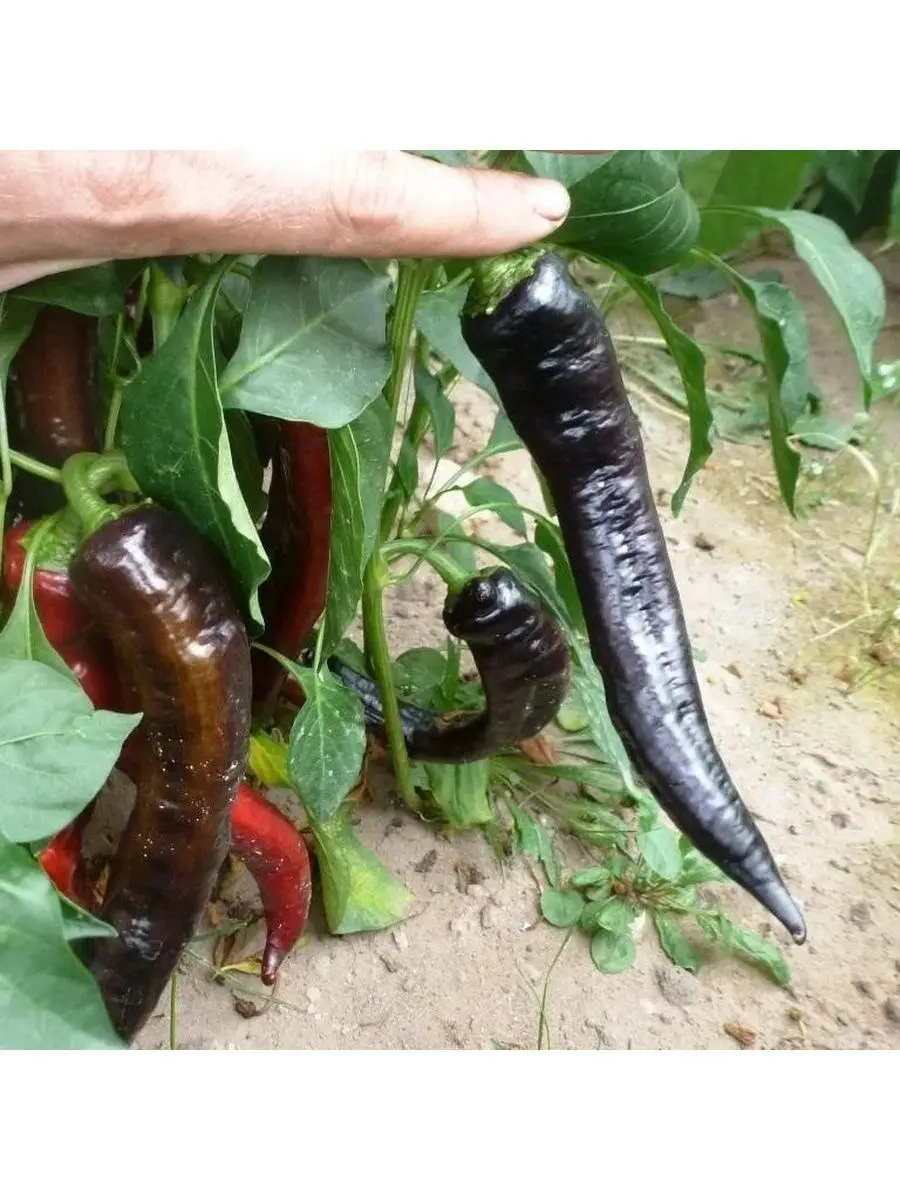 Перец гигант маркони сладкий. Перец маркони пурпл. Сорта перцев маркони. Перец банановые ноги. Болгарский перец и паприка рядом.