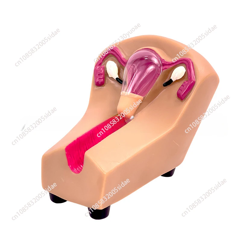 Тренировочный симулятор IUD женское внутриутеринское контрацептивное устройство