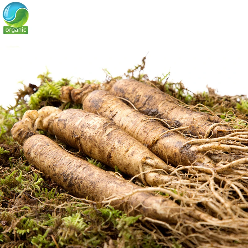 

Ginseng Root Fresh,Wild Fresh Ginseng,Changbai Mountain Fresh-keeping Vacuum Packaging Ginseng