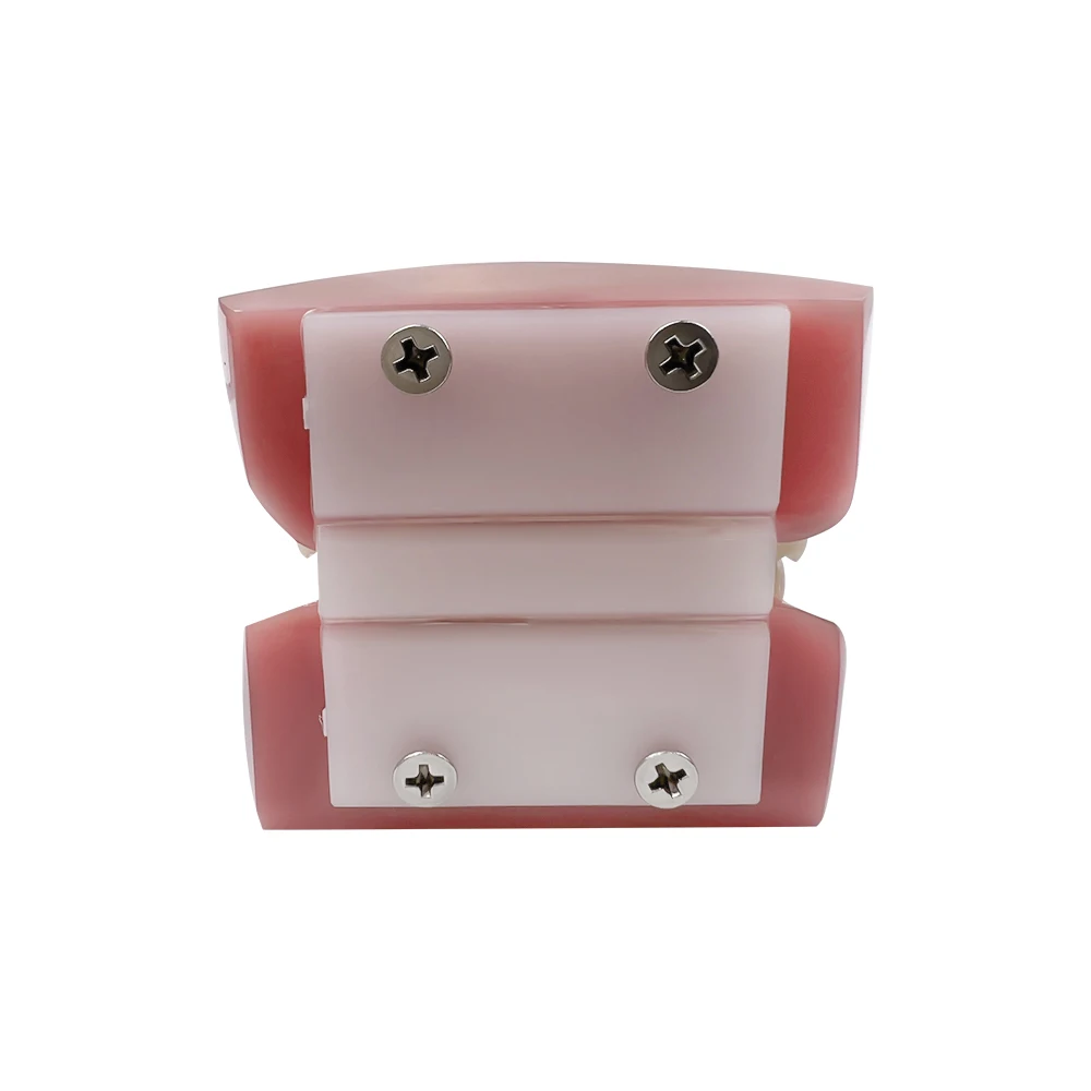 Ортодонтическая стоматологическая обучающая модель с полностью металлическим