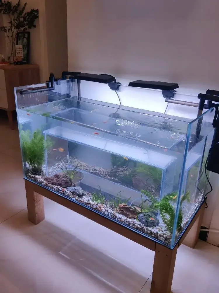 Katze Beobachtung Аквариум Diamant Betrachtung Glas Fisch