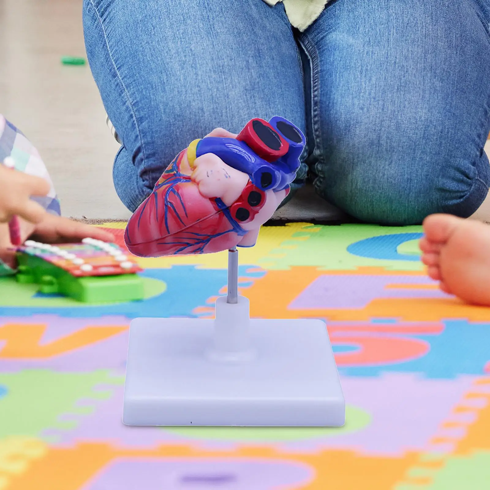 

Human Heart Model Science Supplies Structure with Stand PVC Parts Learning Tool for Research Biology Teaching Practice