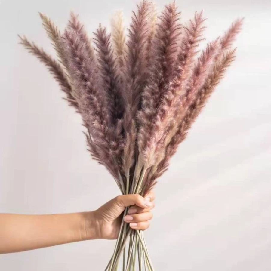 

10 шт. настоящая пампасная трава, булкрек, сухие цветы для украшения, натуральные сухие цветы, оптовая продажа, нефрагит, свадьба, высокий Дек...