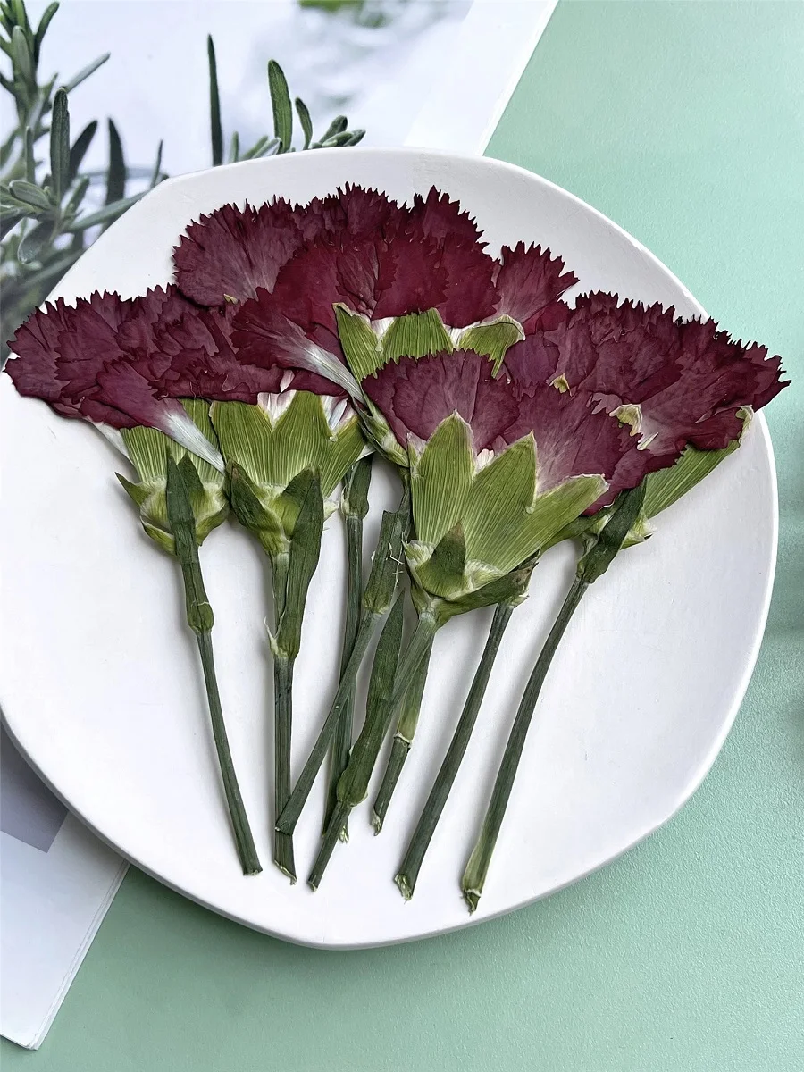 

Pressed Dried Natural Carnation Herbarium Flower For Epoxy Resin Jewelry Making Makeup Face Phone Case FrameNail Art Craft DIY