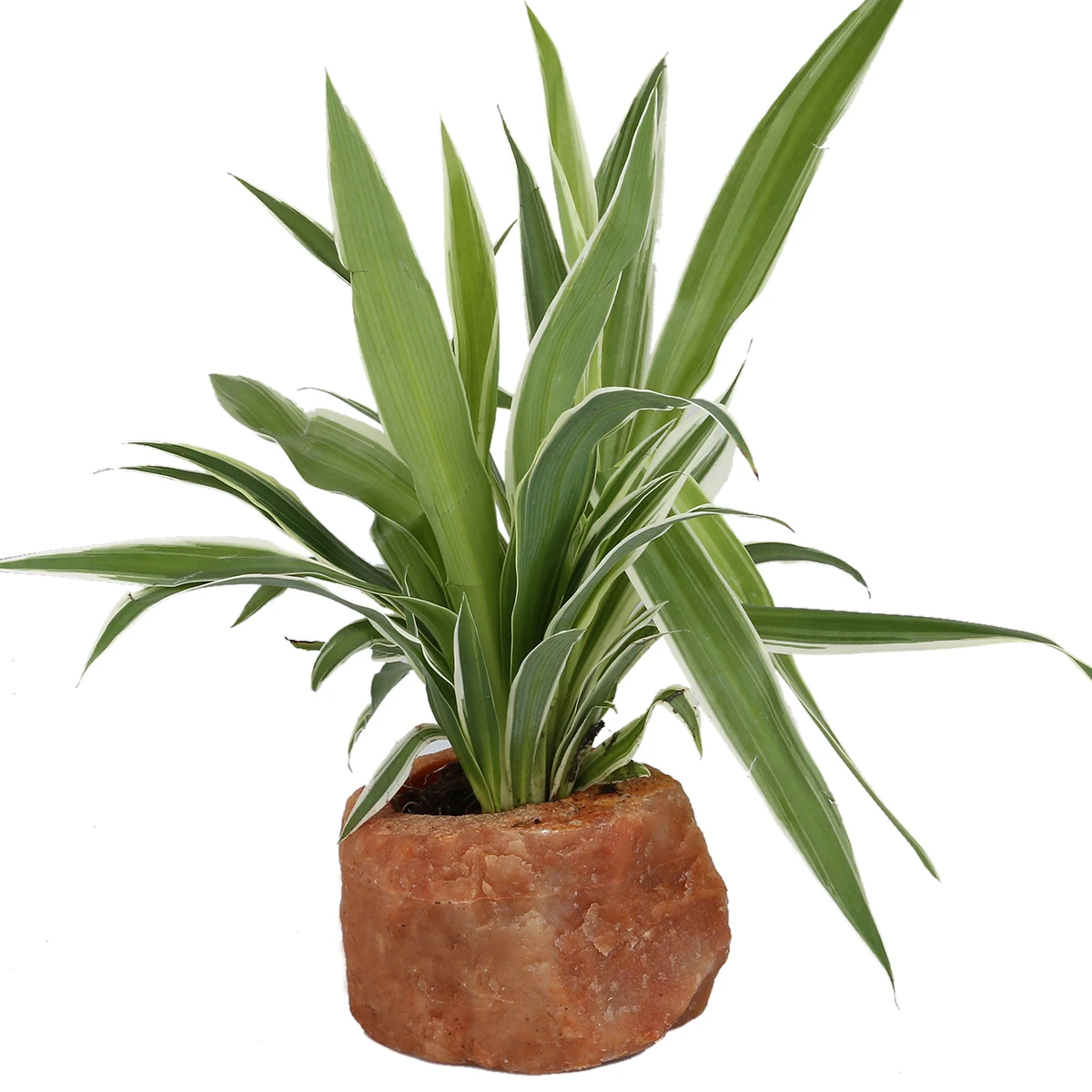 Natural Rose Quartz Rough Stone Tea Light Candle Holder / Air Plant Holder Room Decor Home Ornaments