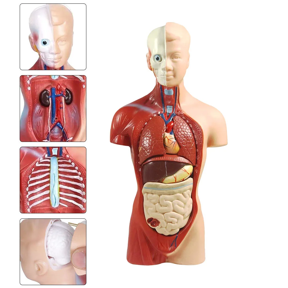 

Torso Model Anatomical Medical Study Teach Anatomy Organs Teaching Supply Human