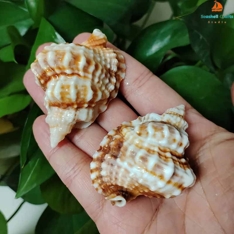 

Ракушки для дома, 2 шт., 5-6 см
