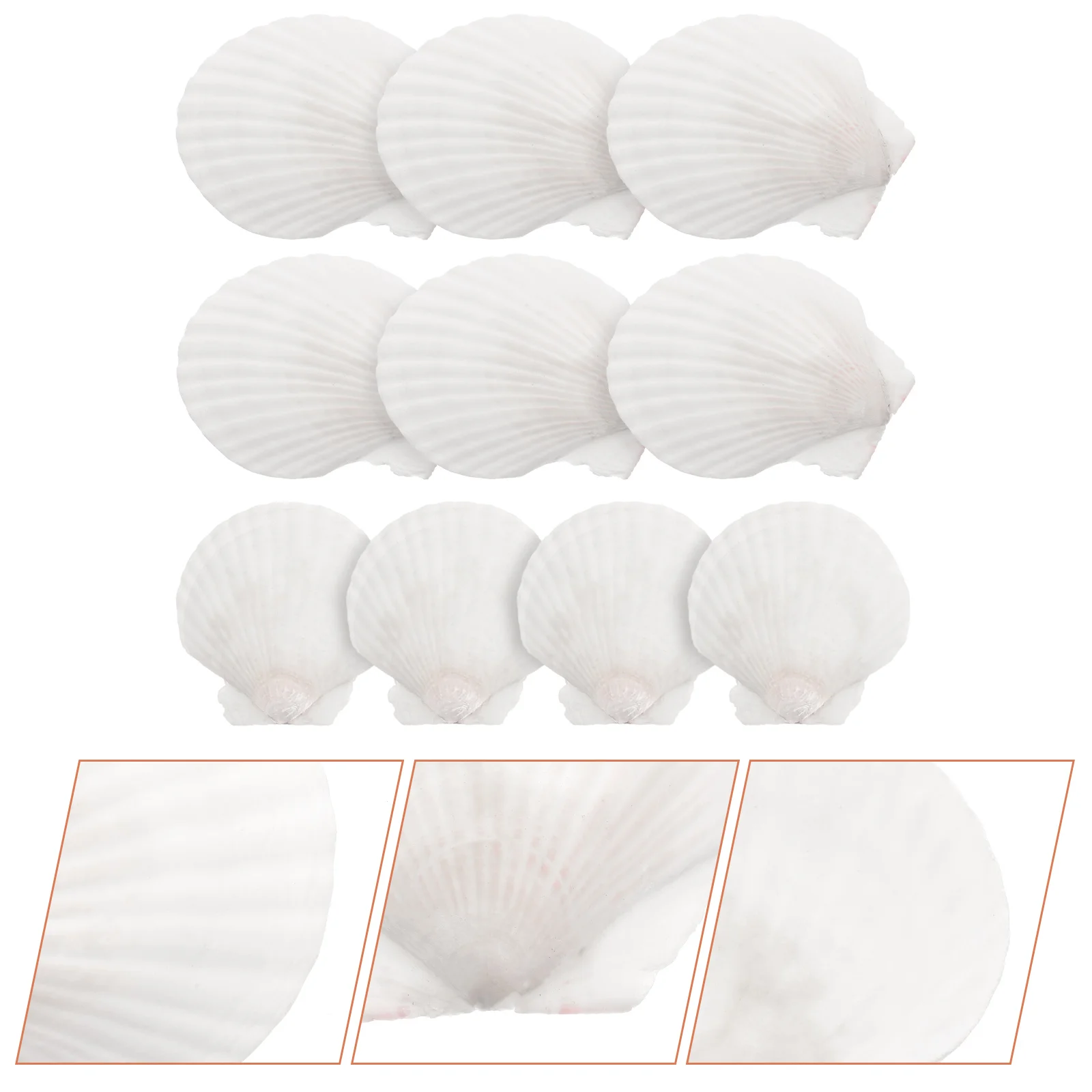 

10pcs White Shell Craft Tabletop Accessoriessations For Scallops Seashell DIY Embellishments