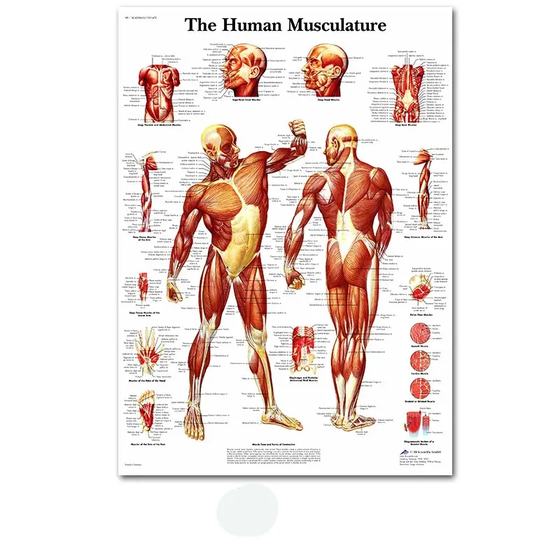 

Анатомическая картина с мышцами FajerminArt