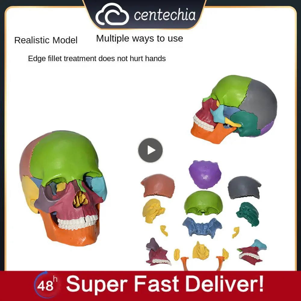 

Resin Educational Tools Rounded Corners Product Lifelike Detachable For Teaching Environmental Protection Material Color