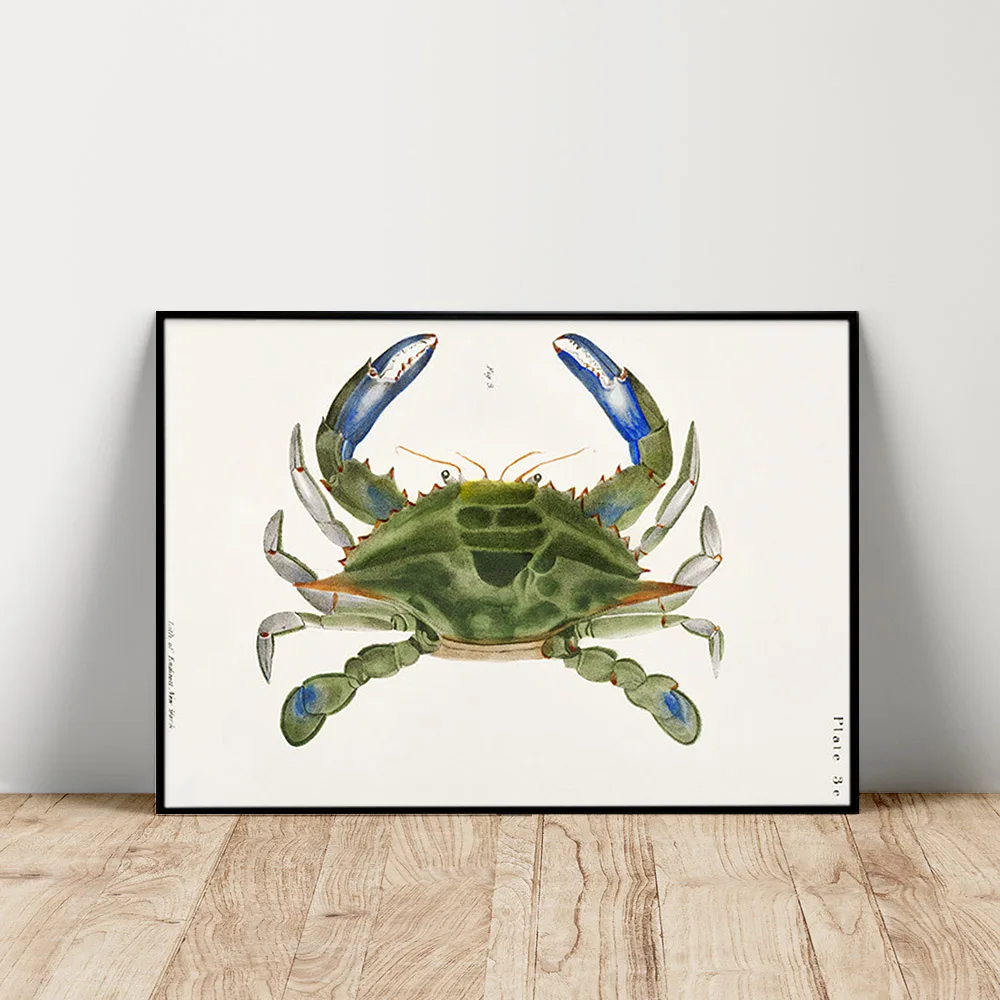 Синий краб научная иллюстрация художественный постер животные морепродукты