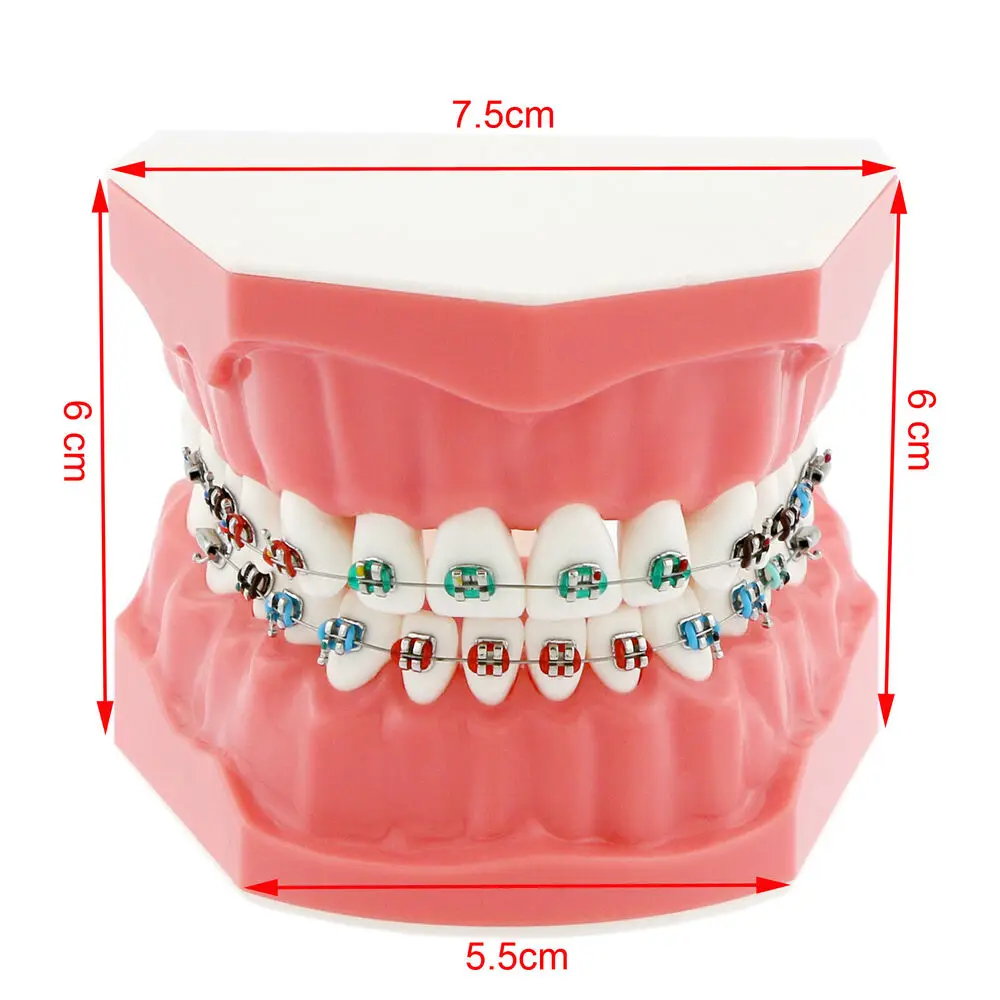 Dental Teach Typodont Demonstration Teeth Model with Braces For Patient Study interdental floss  orthodontic dental odontología