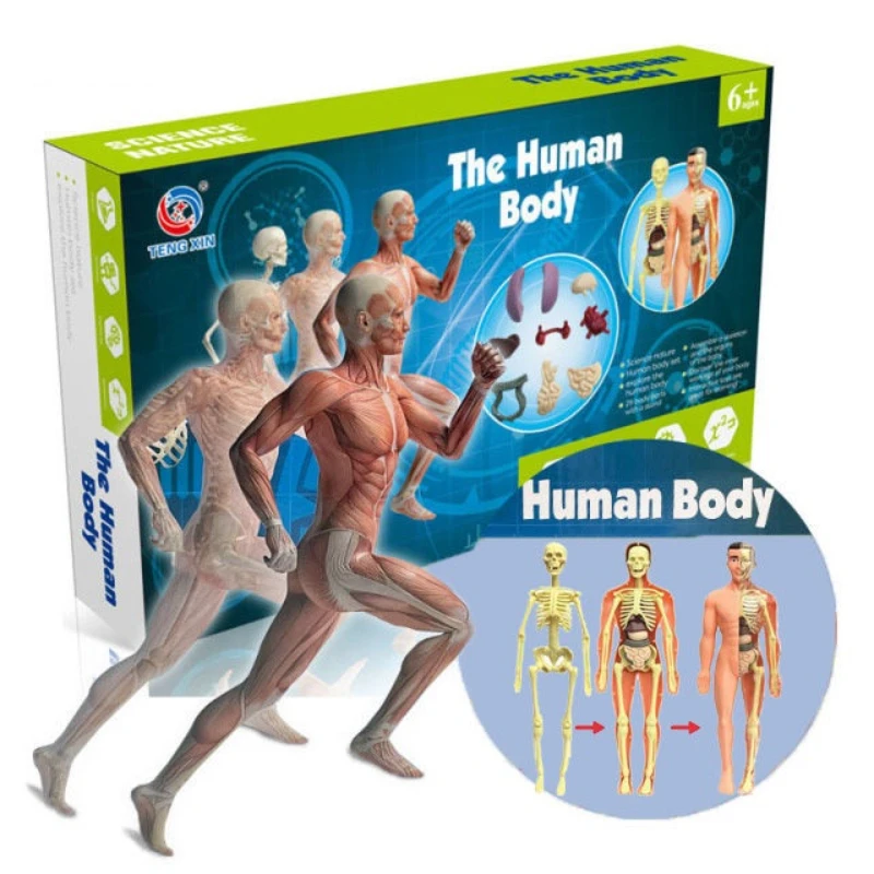 

Human Body Anatomy Skeleton & Organs DIY Assemblable Fun STEM Early Learning Toy
