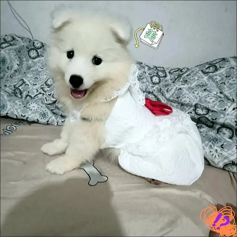 

Свадебное платье-юбка для собак, платье с красным бантом, одежда для принцессы, одежда для собак и кошек, модный костюм, товары для щенков на ...