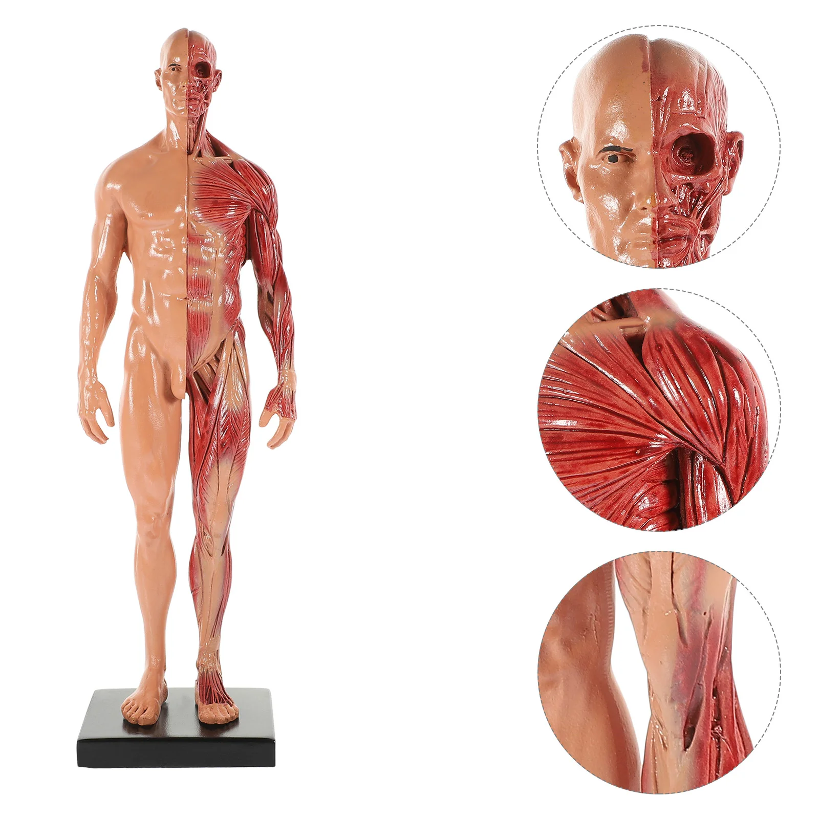 

Resin Muscle Anatomy Model Human Body Musculoskeletal Female Male Figures Skin Anatomical Study and Teaching Dummy Models