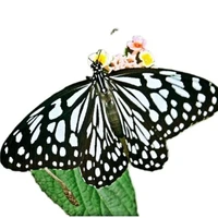 real butterfly specimens insect figurines production charm home decoration accessories for living room collection art