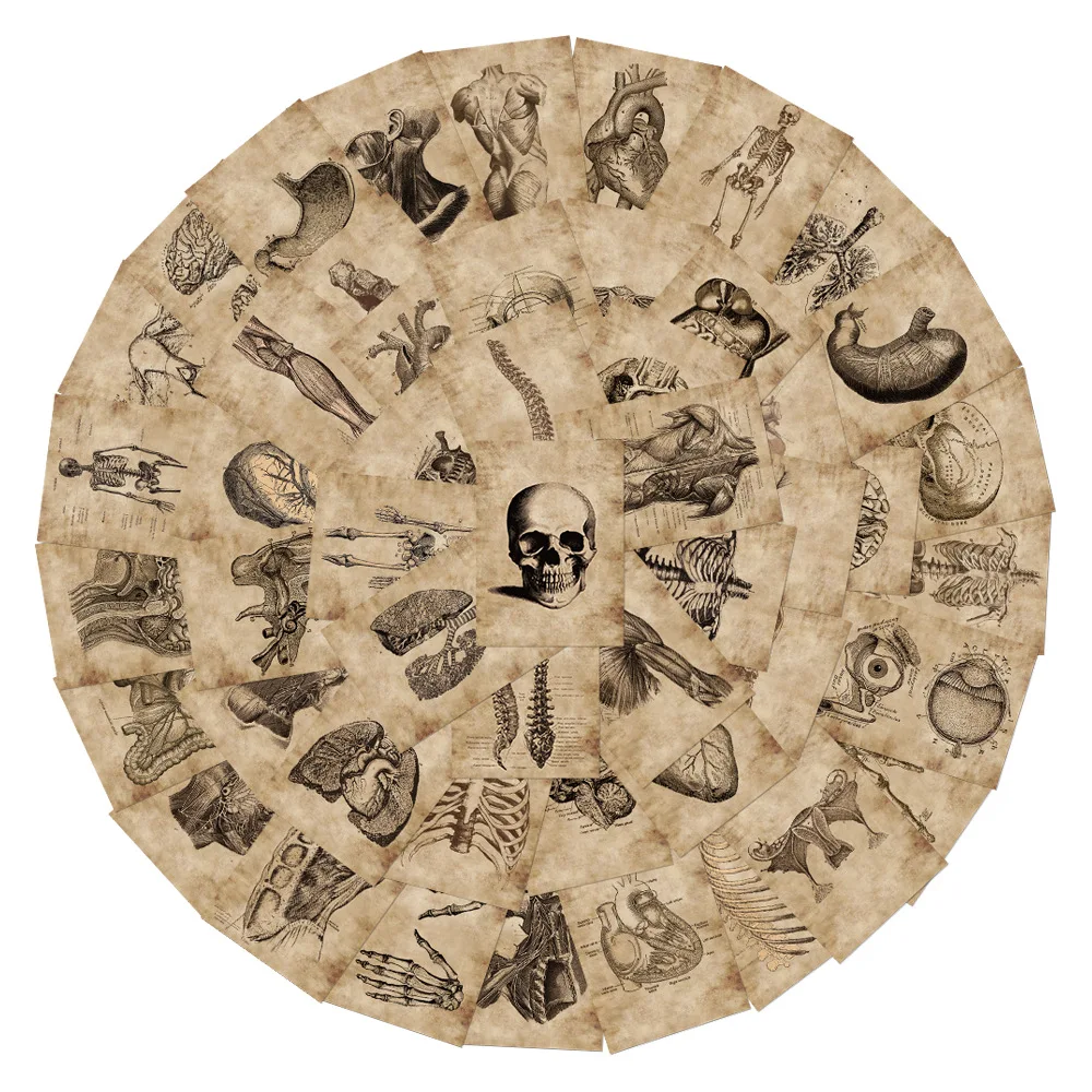 

Cartoon Anatomy Human Skeleton Stickers Car Laptop Luggage Phone Stationery Decal Waterproof Graffiti Sticker for Toys Gifts