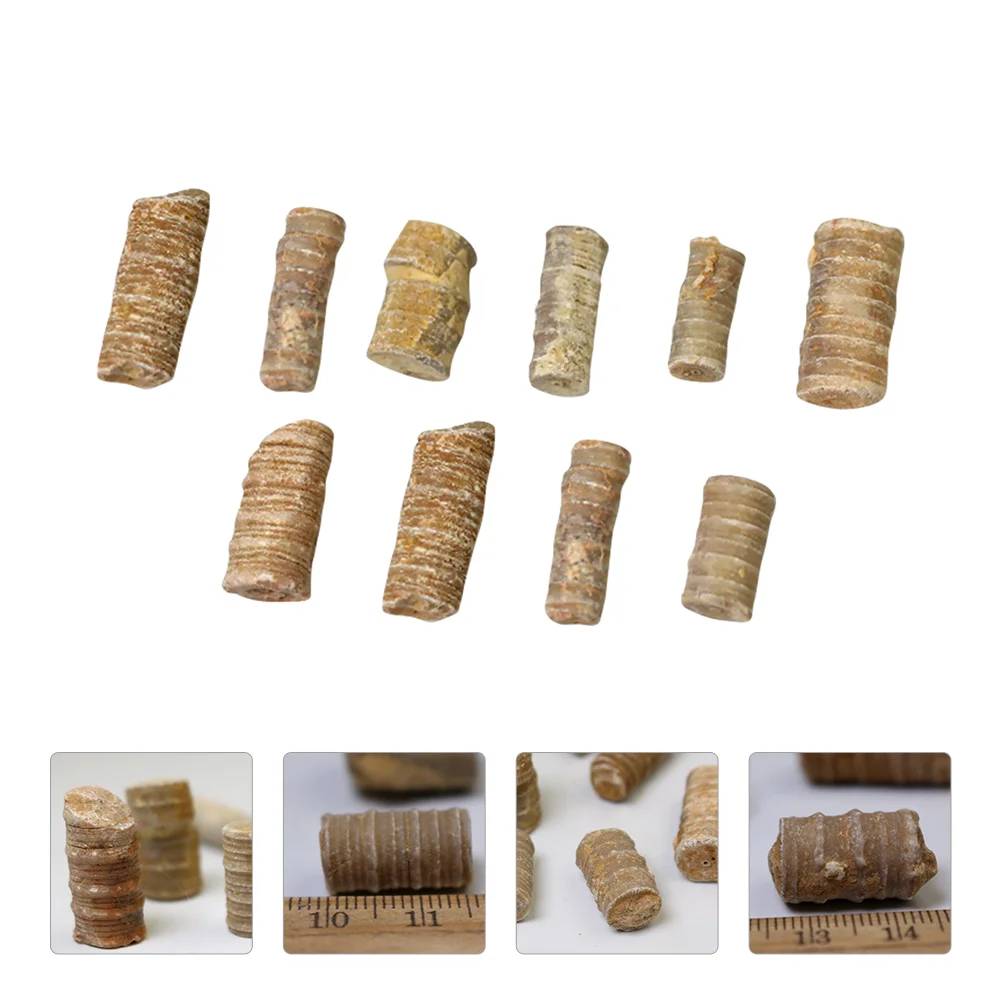 

Fossilfossils Toys Toy Kit Marine Excavation Model Paleontology Decoration Decor Teaching Collection Specimen Life Study Science