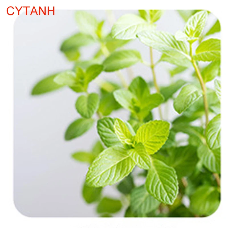 

Catnip Natural Origin Direct Selling Pet Snack Cat Mint Filler Catmint Flavor Menthol Can Be Sprinkled on Toys and Catnip Toys