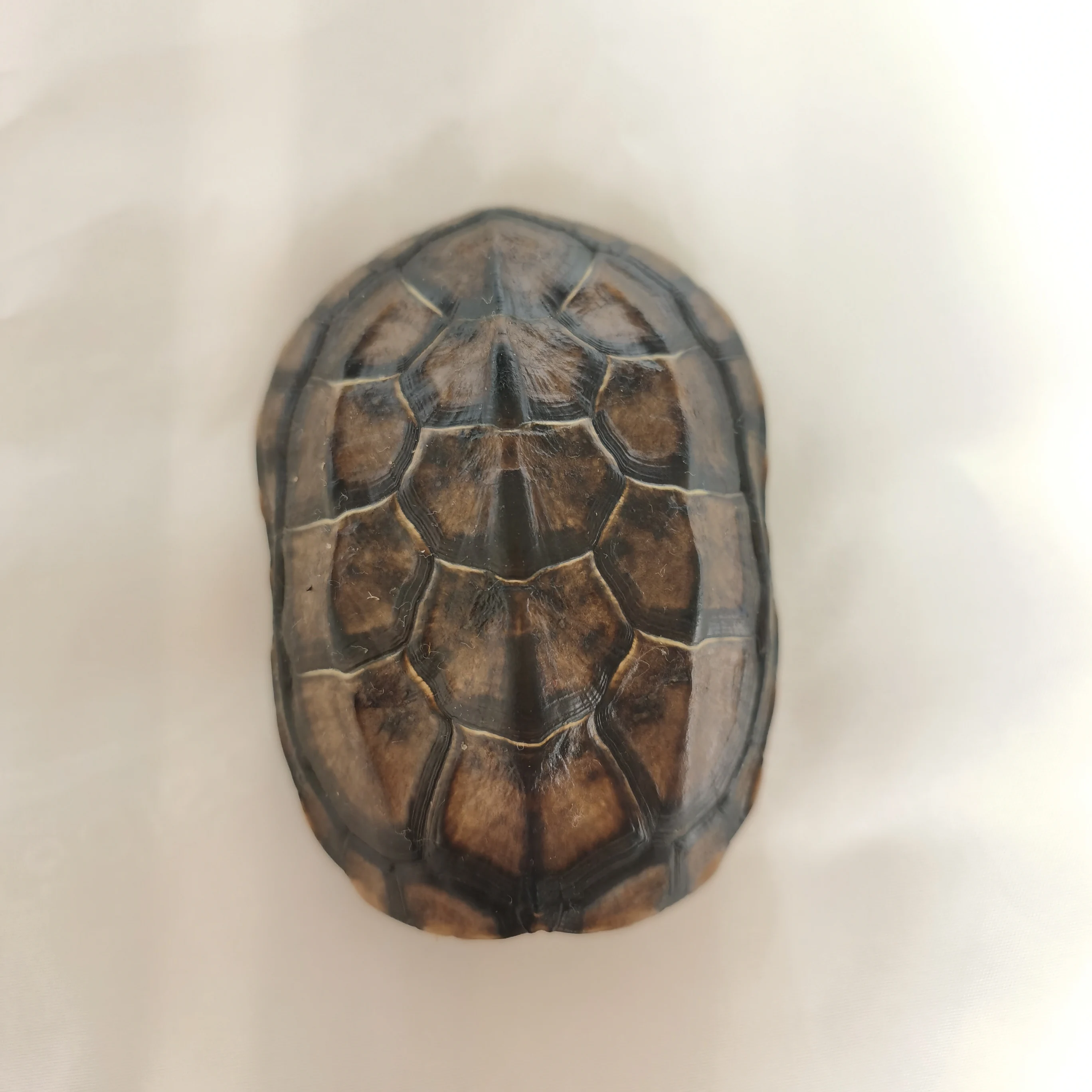 

Натуральная раковина черепахи