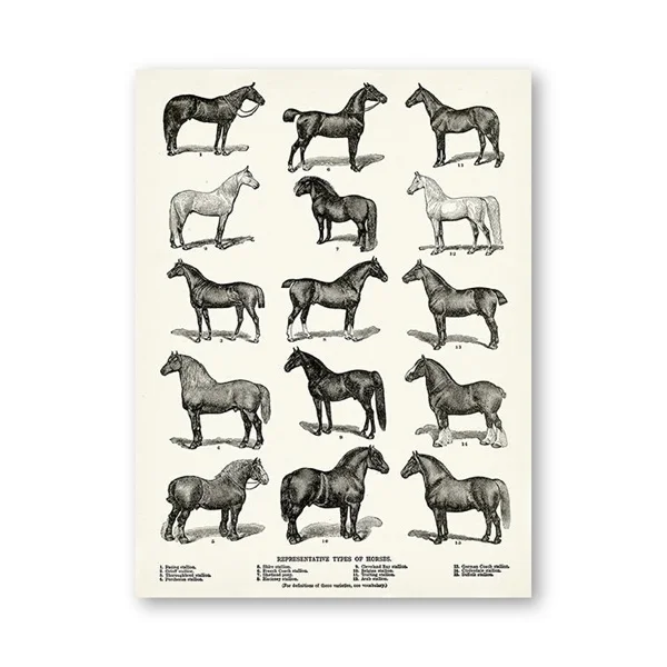 

Horse Breeds Types Print Equestrian Farmhouse Decor Chart Vintage Retro Kraft posters and prints Pictures On The Wall Cuadros