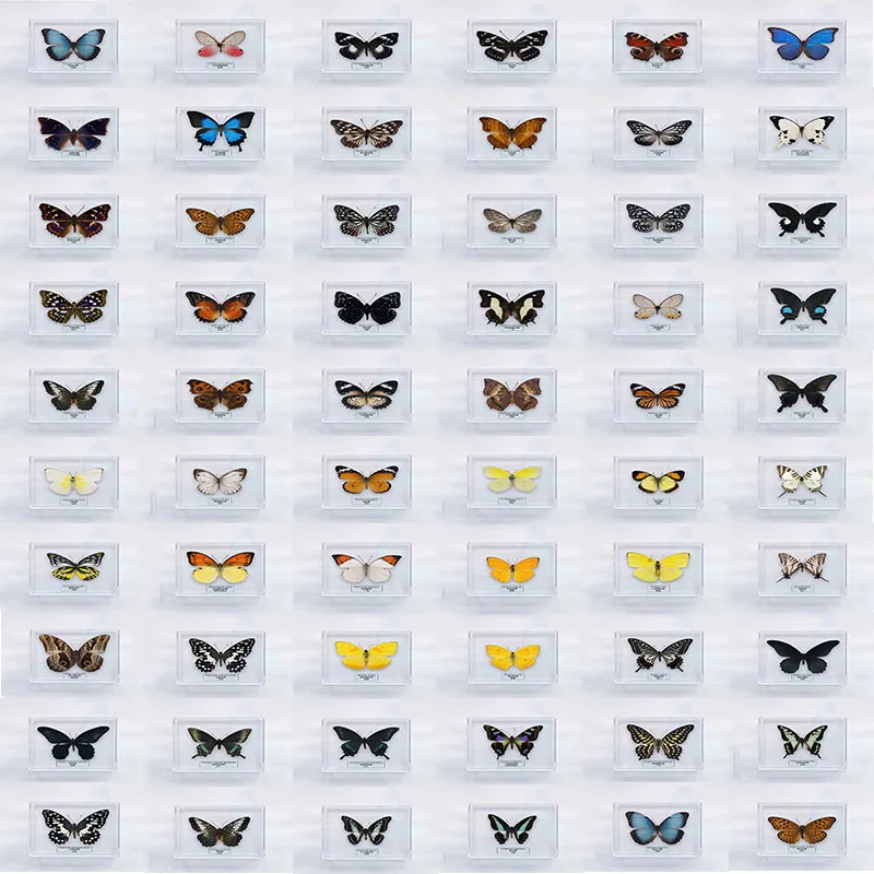 

56 видов, Бабочка, ПВХ рамка, образец насекомых, художественный декор, таксидермированные животные, Детская развивающая игрушка