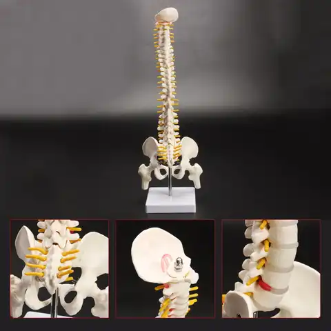 Модель скелета человека с гибким поясничным диском 1:1, 45 см, для массажа, йоги и т. д.