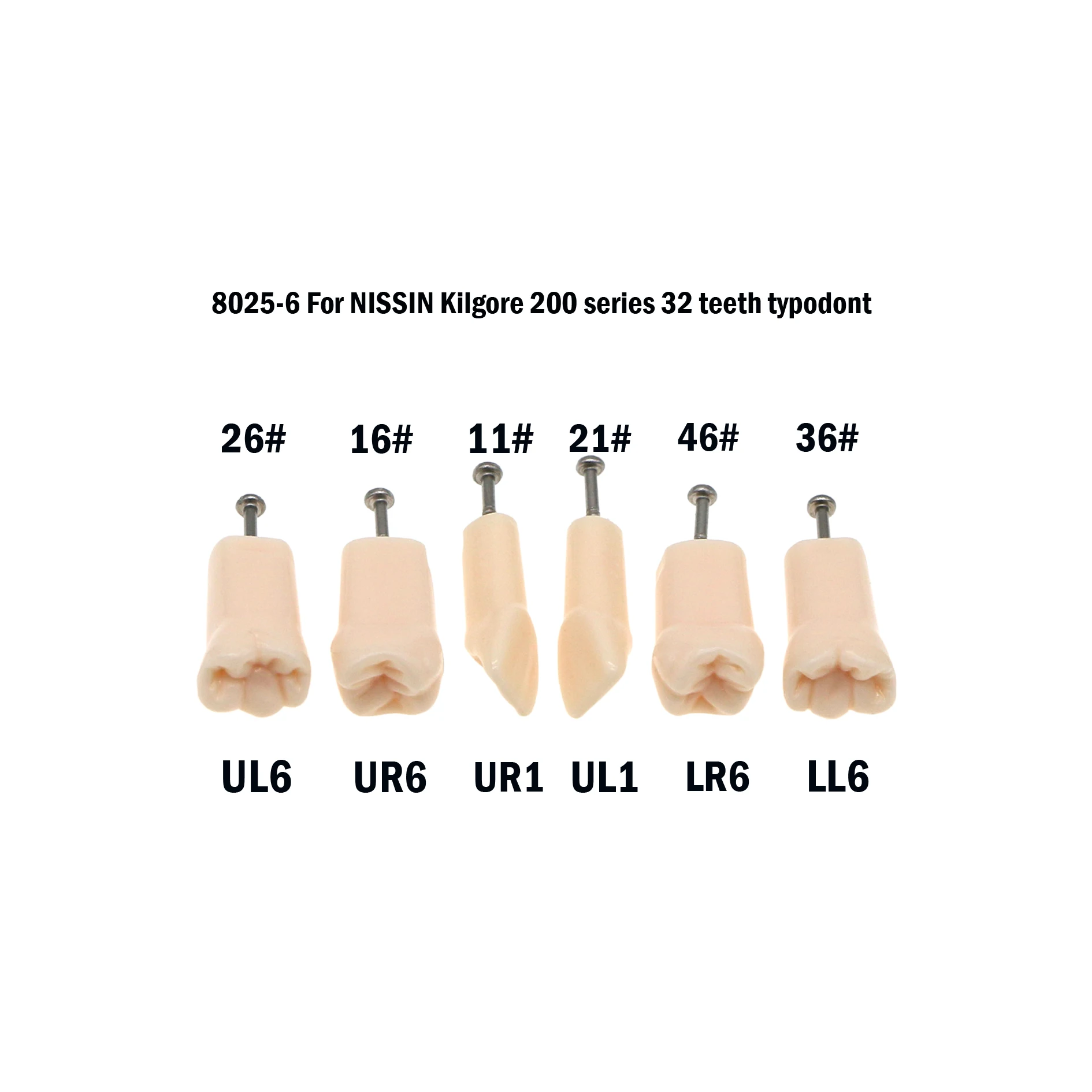 32 шт. Kilgore NISSIN 200 Тип стоматологические модели зубов Typodont для стоматологических
