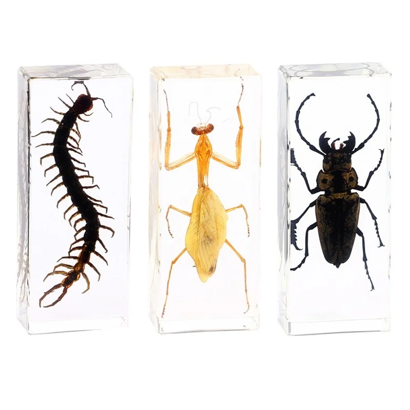 

Real Small Animal Insect Specimen Environmental Resin Beetle Centipede Scorpion Mantis Locust Spider Large Gift 110mm*43mm