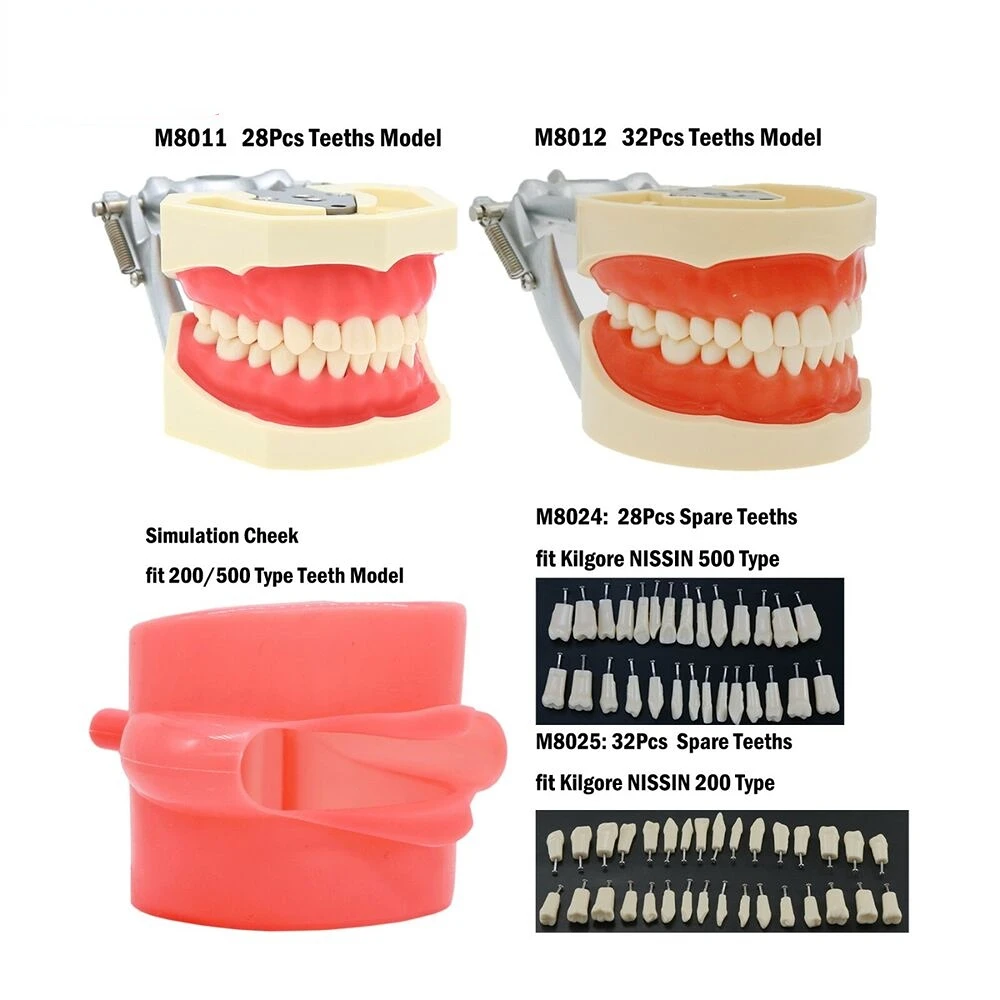 

Dental Typodont Model With Removable Teeth Fit Kilgore NISSIN 200/500 Type