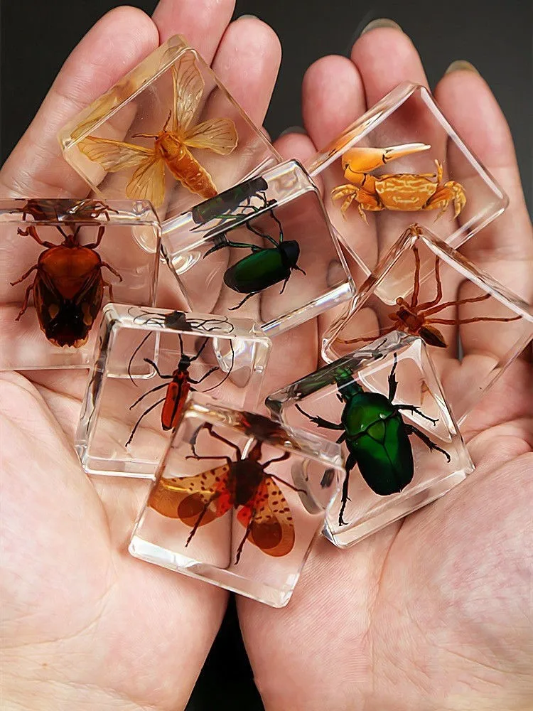 

Real Natural Insect Specimen Transparent Resin Marine Animal Specimens Amber Spider Beetle Scorpion Pendant Insect Teaching Gift