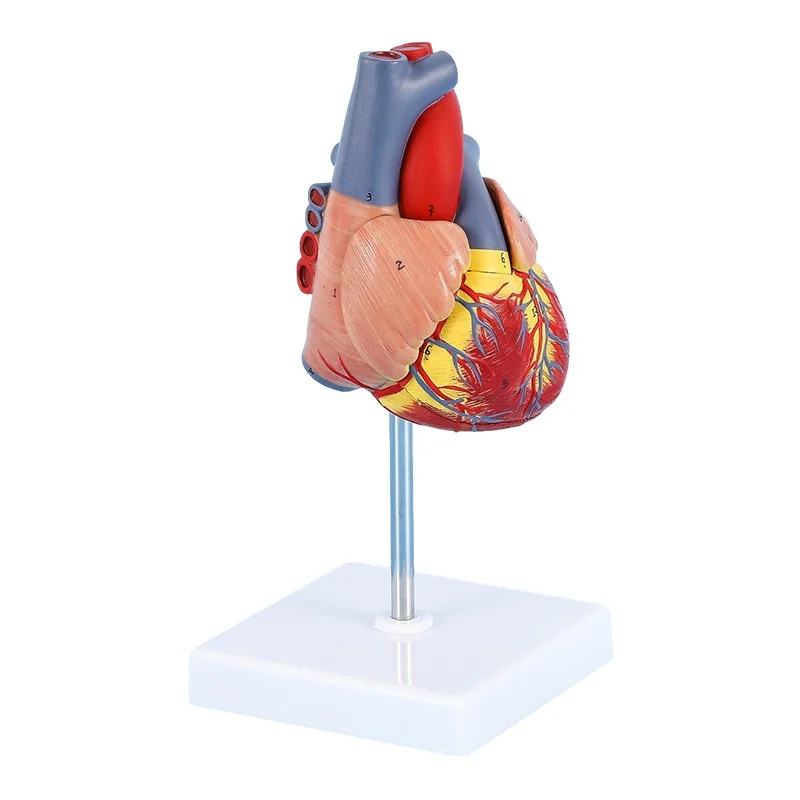 

1: 1 Human Heart Model, Anatomically Accurate Heart Model Life Size for Science Classroom Study, Numbered / Not Numbered