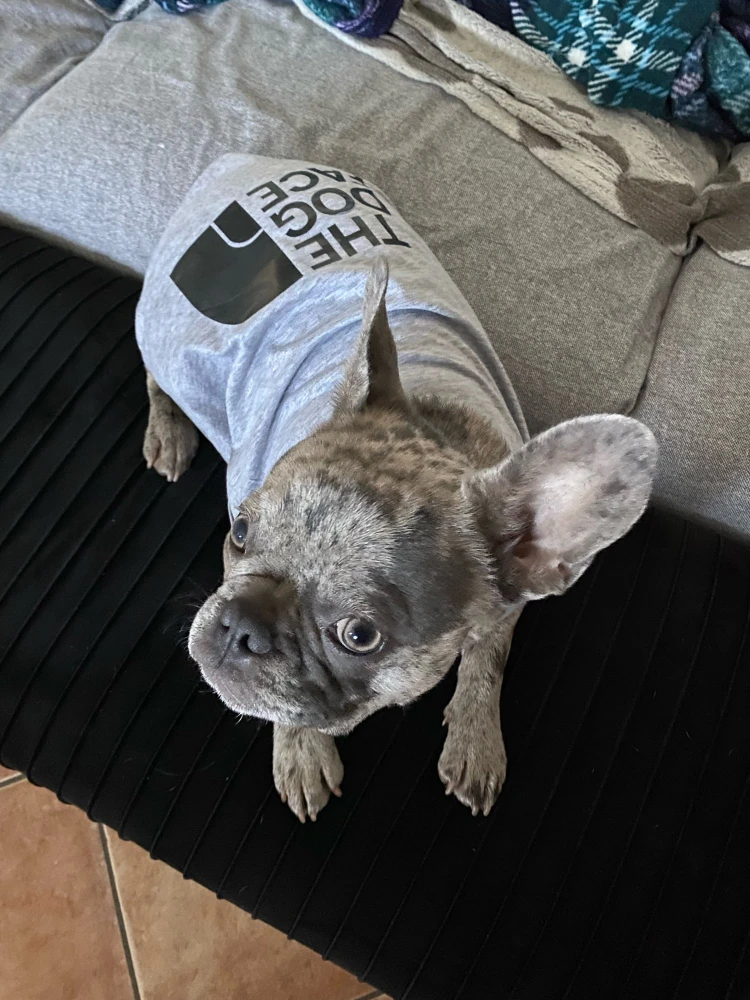 

Winter Dog Clothes Pet Clothes Hoodie Dog Face Large Medium Small French Bulldog Golden Retriever Fashion Thicken Dog Sweater