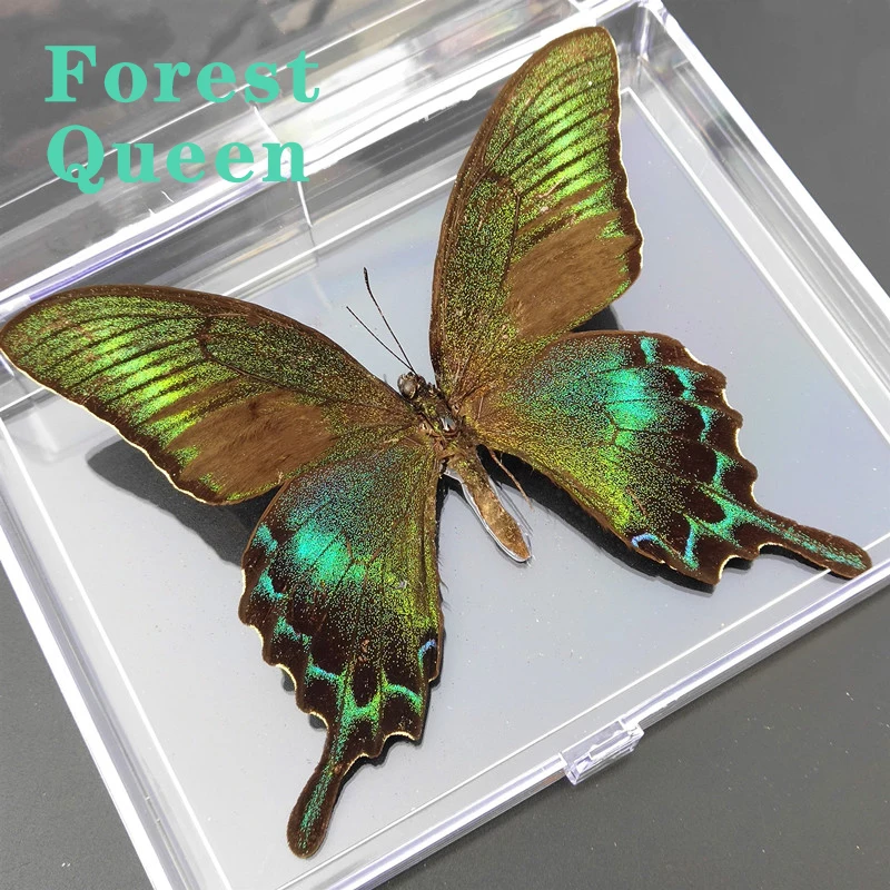 

Настоящий образец бабочки, акриловая прозрачная коробка, не подходит для фиксации, Princeps maackii