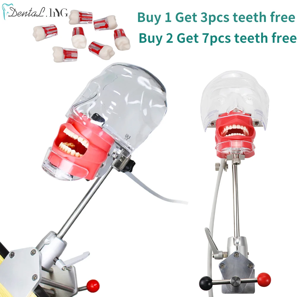

Simple Head Model Dental Simulator Phantom Manikin With Teeth For Dentist Teaching Practice Study Training Dentistry Equipment