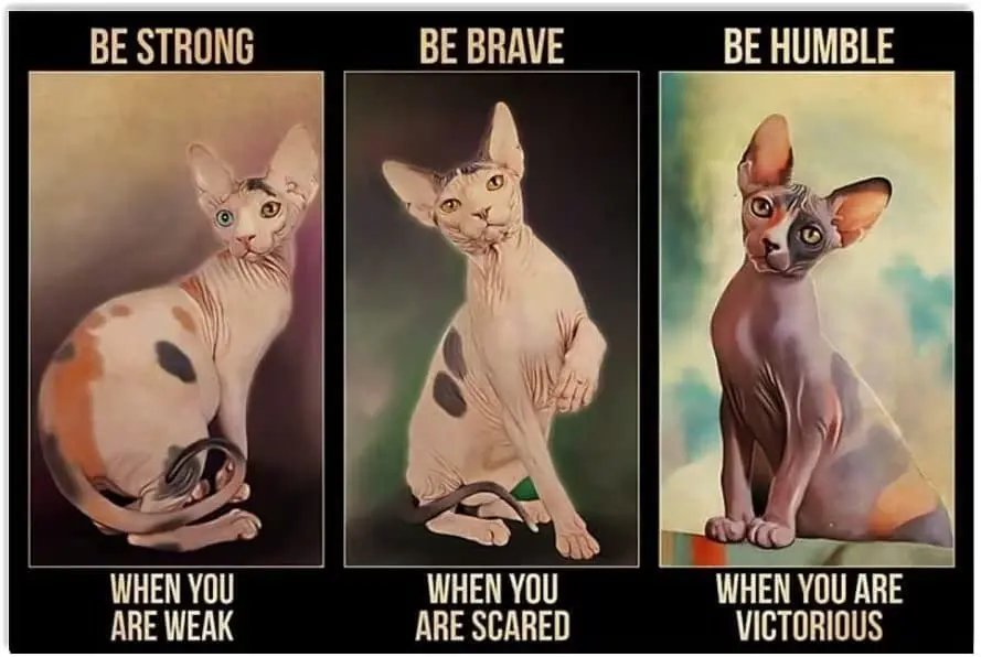 

Винтажный жестяной знак Декор Сфинкс Кот сильный, смелый и скромный смешной алюминиевый ретро знак для офиса, сада, домашнего декора 8 × 12