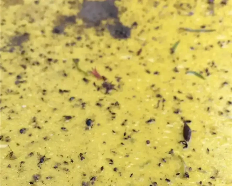 Наклейка-ловушка для насекомых