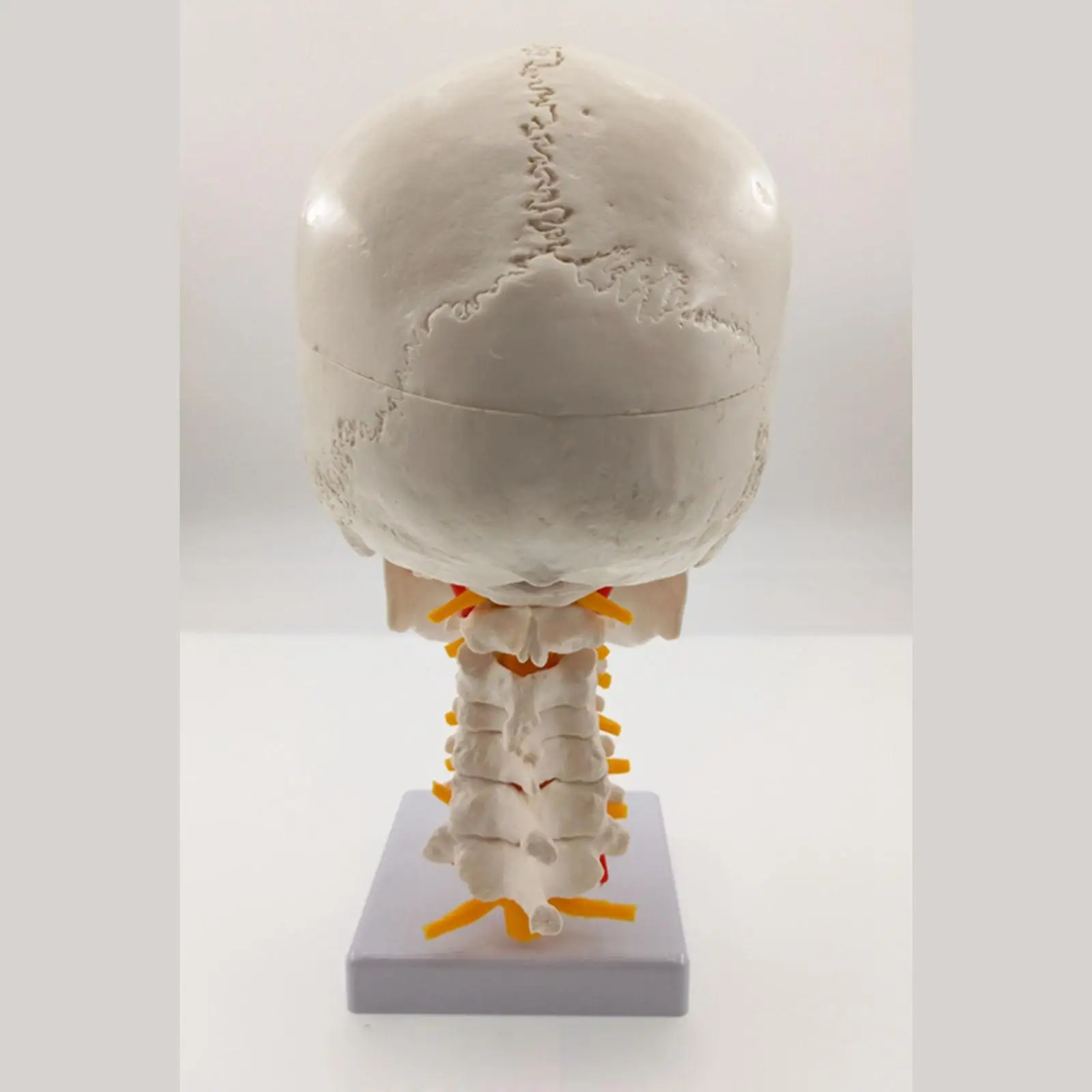 Натуральный Телескопический позвоночный череп с нервами для художественного