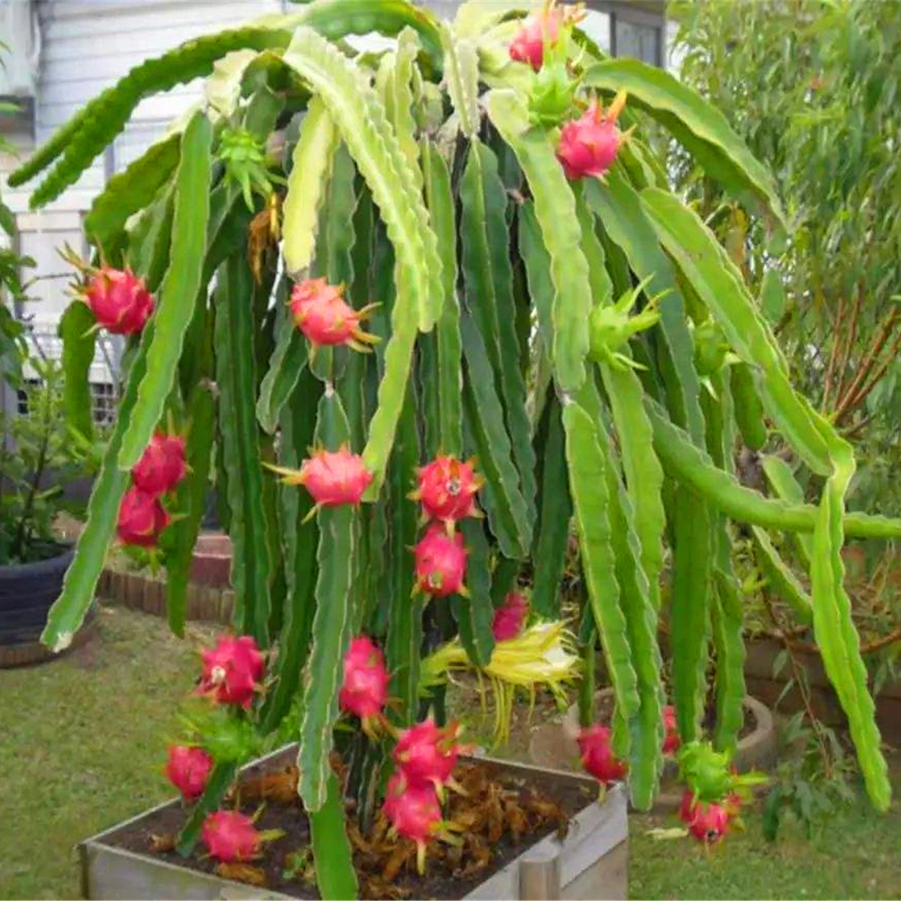 

Sweet Pitaya Nature Fragrant White Crystal Dragon Fruit 100Pcs