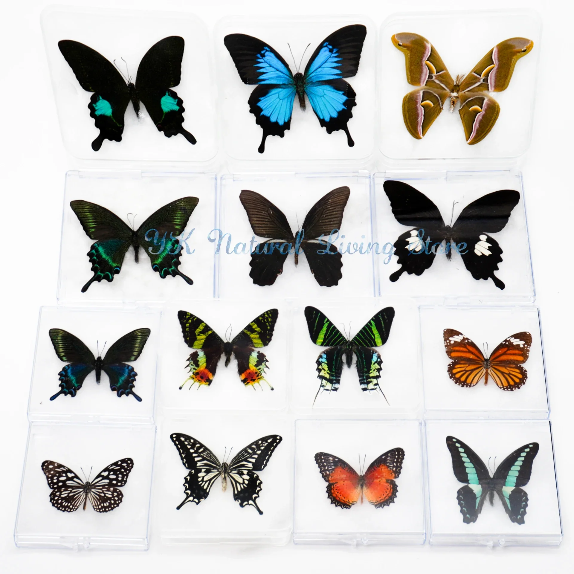 Настоящие образцы бабочек украшение для научного обучения подарка на день