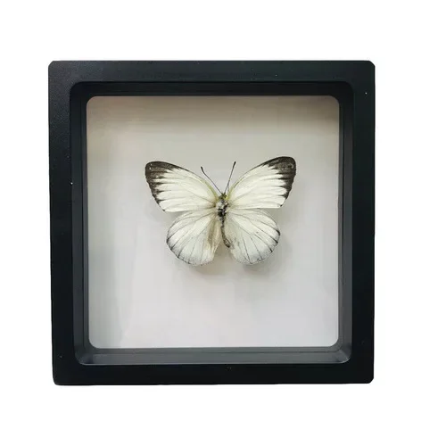 

Фоторамка с настоящей бабочкой