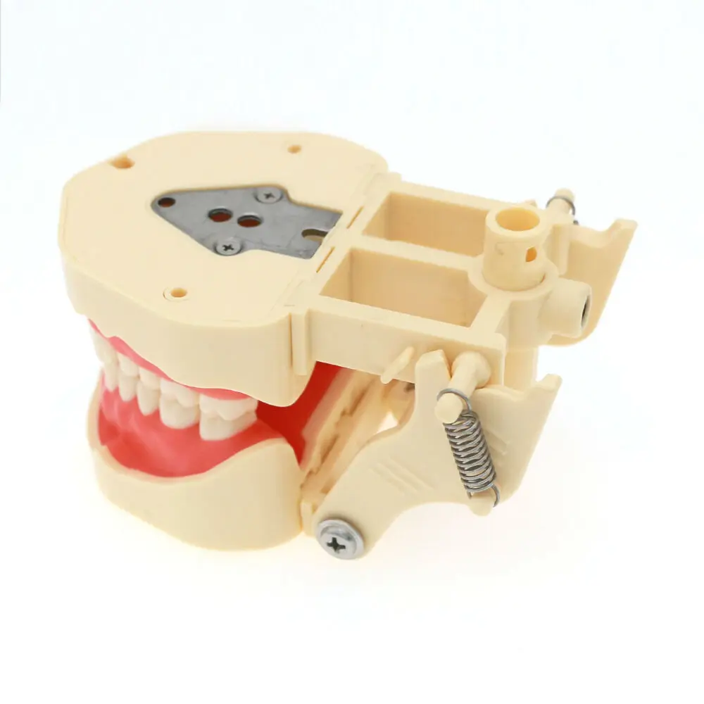 Frasaco ANA-4 Модель для восстановления зубов Typodont M8013 Съемные ввинчивающиеся зубы 28