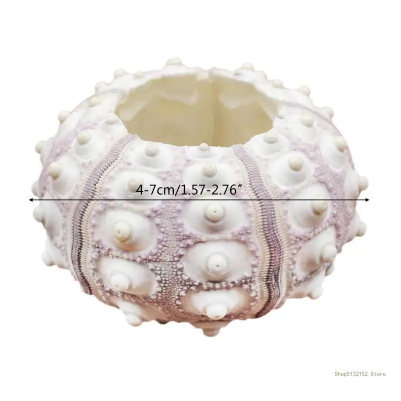 QX2E Воздушные растения Морской еж Настольный держатель Tillandsia Миниатюрные садовые