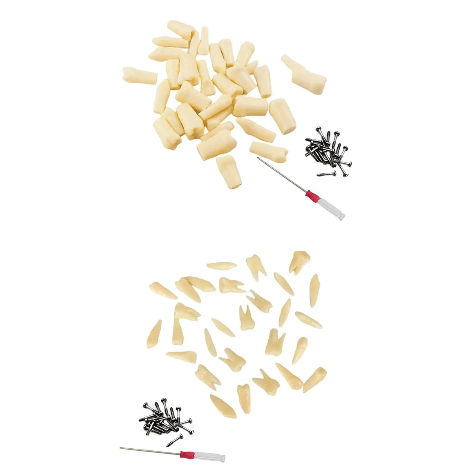 

Removable Teeth Model Demonstration for Models Educational Materials