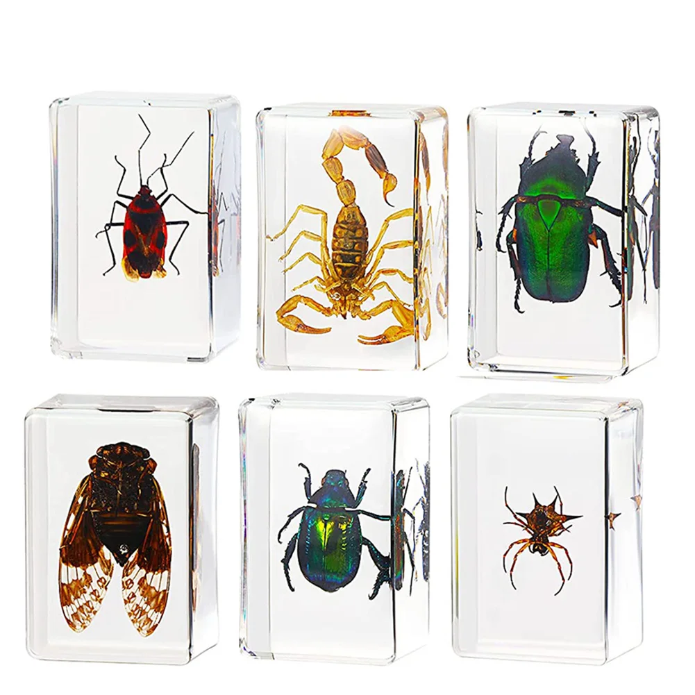

6-Pack Insect Resin Cicada Collection Paperweight Resin Different Insect Specimens